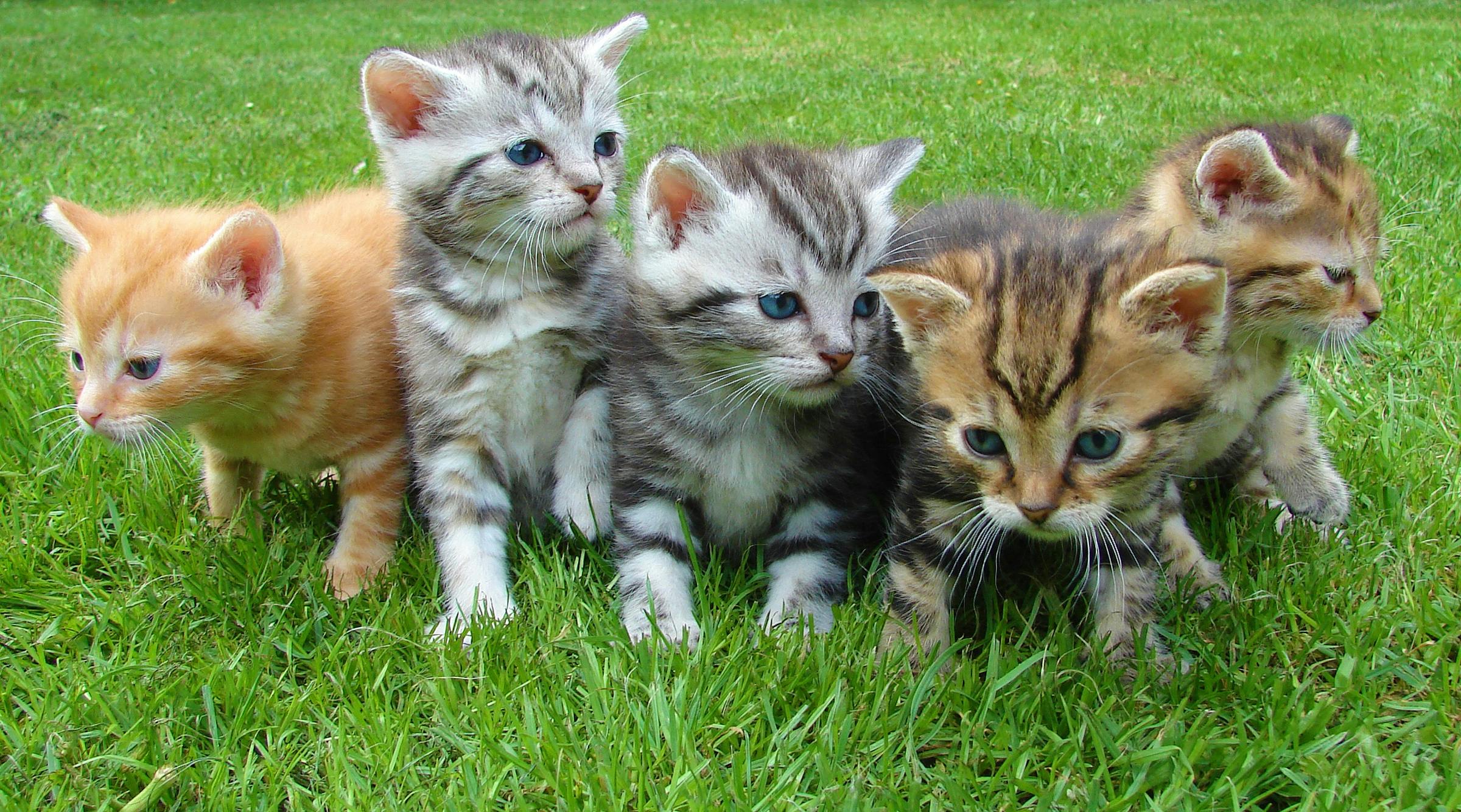 Alimentos naturales para mascotas